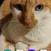 Hendrix a rejoint le concours — aidez-le/la à gagner de superbes lots ! abyssinian, angora, animal, cat, computer, computerhardware, electronics, hardware, kitten, manx, mobilephone, monitor, pc, pet, phone, screen, siamese, snout, text, tv