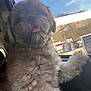 Coco is registered to the contest to win money with this photo: dog, fluffy, car, window, tongue, pet, animal, inside, fur, daylight, gas_station, vehicle, cute, mammal, canine, looking_out, paw, outdoor, sunny, travel