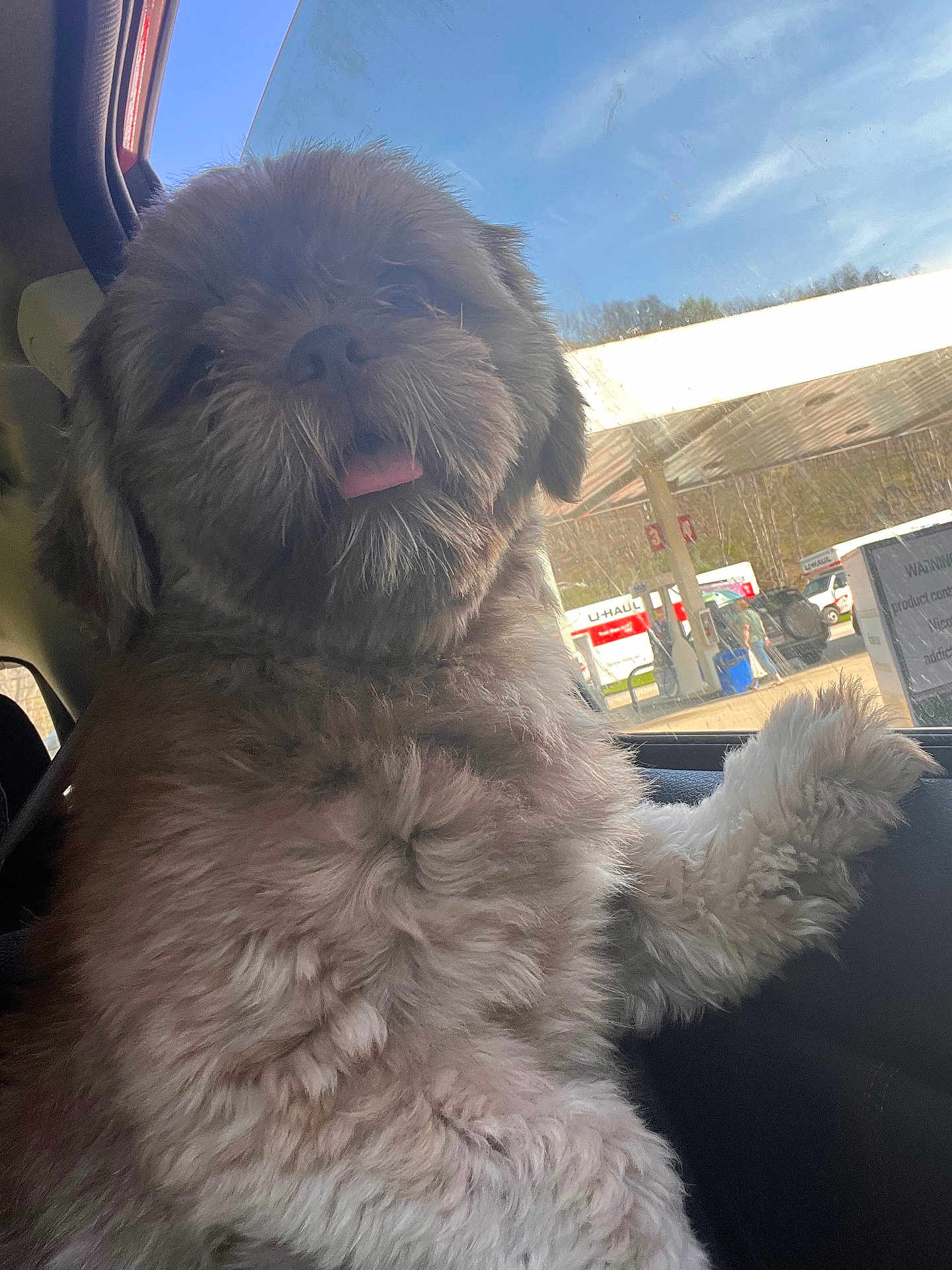 Coco is registered to the contest to win money with this photo: dog, fluffy, car, window, tongue, pet, animal, inside, fur, daylight, gas_station, vehicle, cute, mammal, canine, looking_out, paw, outdoor, sunny, travel