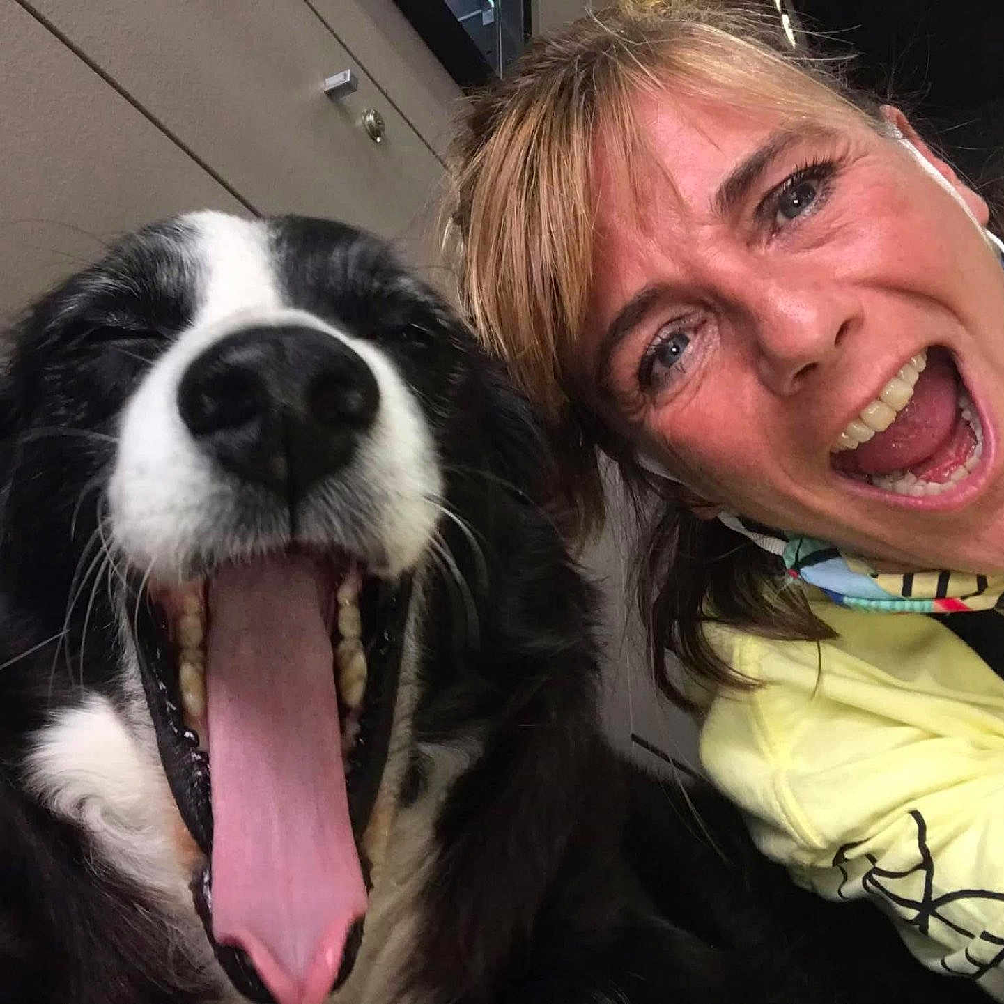 Naya Et Guilly participe au concours pour gagner de l'argent avec cette photo : dog, person, yawning, selfie, black_and_white_dog, happy, tongue, open_mouth, face, indoor, casual_clothing, neck_gaiter, yellow_shirt, joyful, pet, companion, close_up, animal, smiling, human