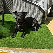 Jet is registered to the contest to win money with this photo: animal, ball, bulldog, canine, chair, couch, cushion, dog, frenchbulldog, furniture, grass, homedecor, labradorretriever, linen, pet, plant, puppy, sport, tennis, tennisball
