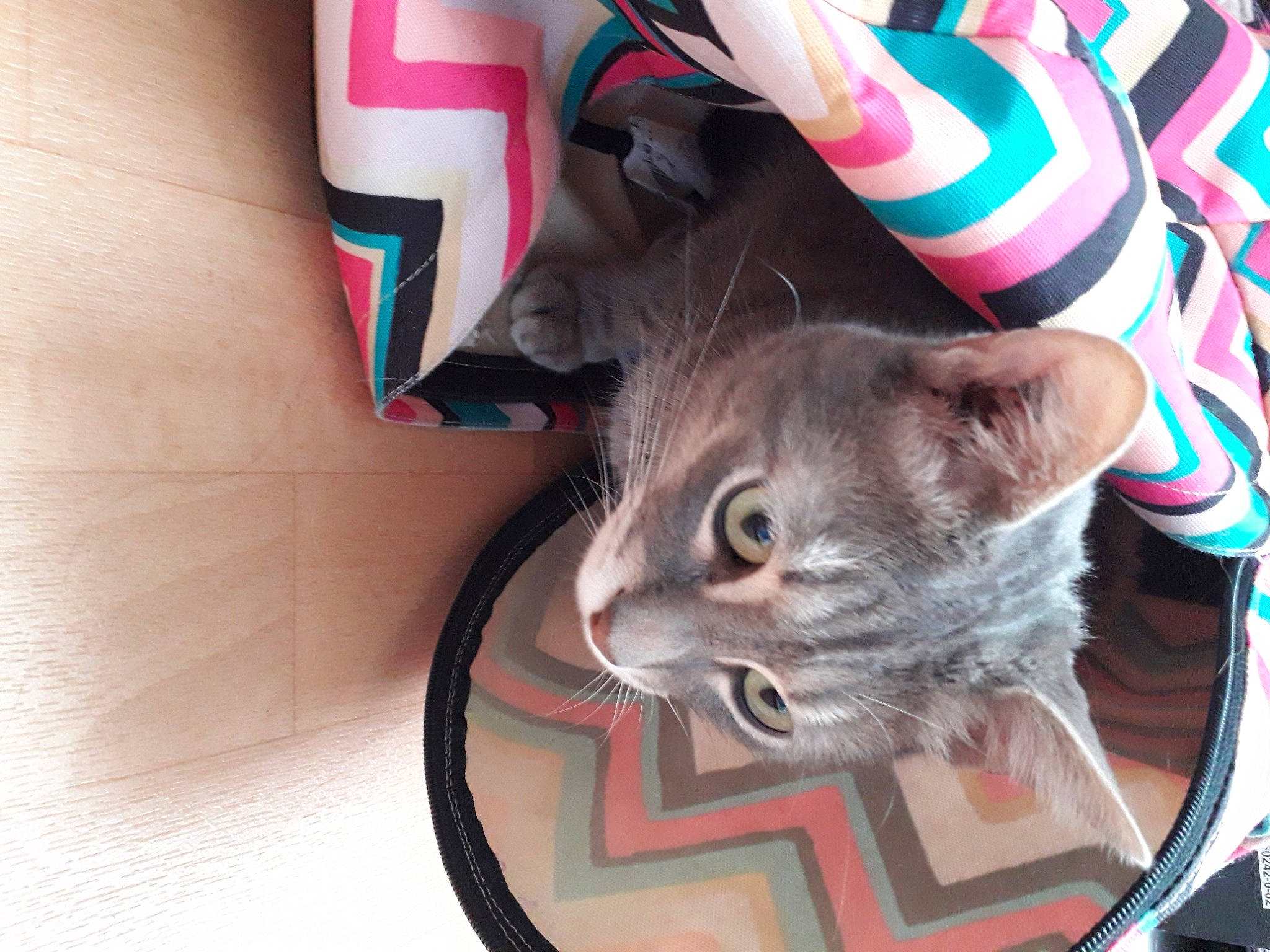 Chester a rejoint le concours — aidez-le/la à gagner de superbes lots ! asian, carnivore, cat, domestic_short_haired_cat, felidae, kitten, mammal, russian_blue, small_to_medium_sized_cats, whiskers