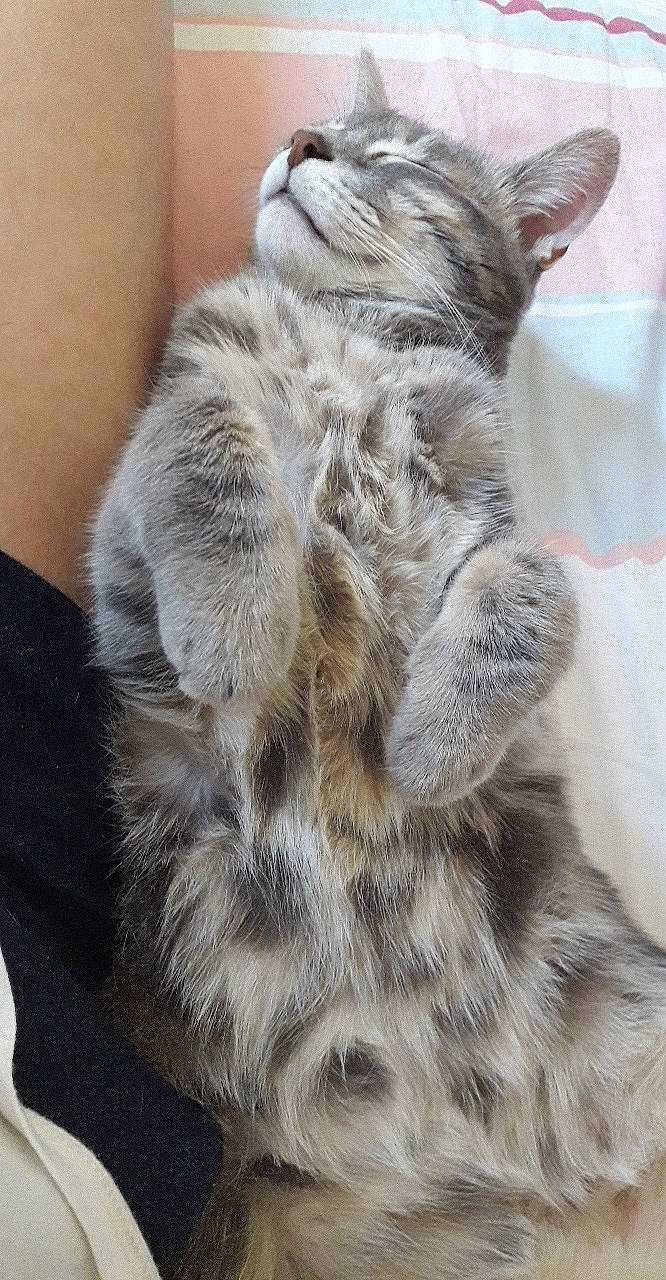 Chester a rejoint le concours — aidez-le/la à gagner de superbes lots ! american_shorthair, asian, carnivore, cat, dragon_li, ear, egyptian_mau, european_shorthair, felidae, fur, kitten, maine_coon, mammal, oriental_longhair, pixie_bob, small_to_medium_sized_cats, tabby_cat, tail, vertebrate, whiskers