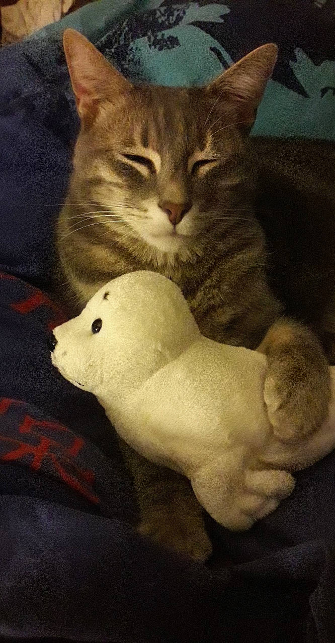 Chester a rejoint le concours — aidez-le/la à gagner de superbes lots ! carnivore, cat, domestic_short_haired_cat, european_shorthair, felidae, kitten, small_to_medium_sized_cats, snout, tail, whiskers