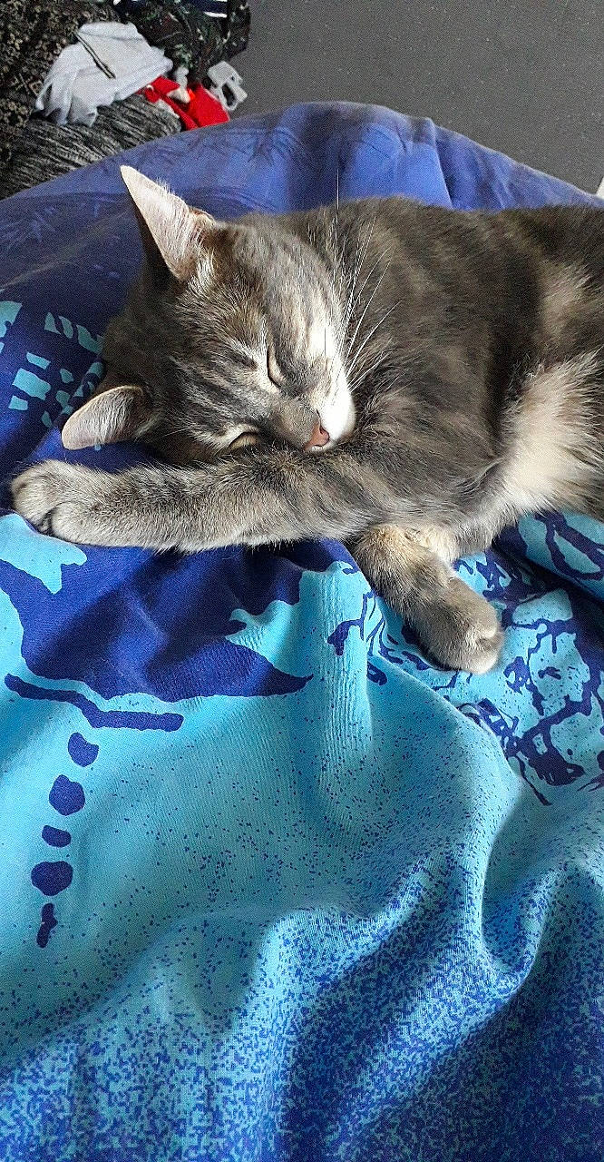 Chester participe au concours pour gagner de l'argent avec cette photo : asian, carnivore, cat, domestic_short_haired_cat, dragon_li, european_shorthair, felidae, kitten, nap, paw, pixie_bob, small_to_medium_sized_cats, tabby_cat, whiskers