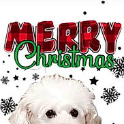 Mimi is registered to the contest to win money with this photo: advertisement, animal, book, canine, comics, dog, envelope, eskimodog, greetingcard, mail, person, pet, poodle, poster, publication, puppy, sticker, terrier, text, whitedog