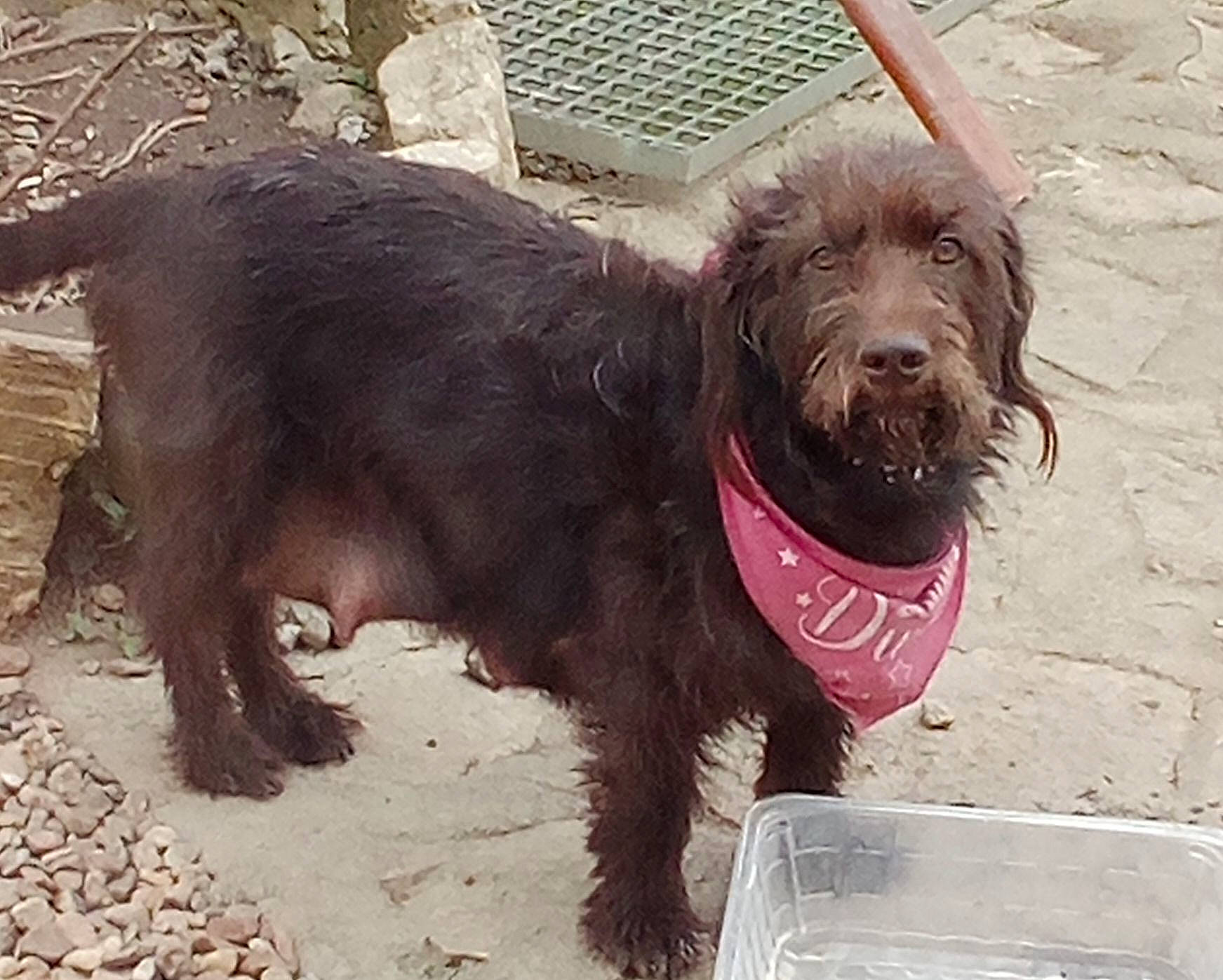 Rossy participe au concours pour gagner de l'argent avec cette photo : canidae, carnivore, cocker_spaniel, companion_dog, dog, dog_breed, fur, gaddi_kutta, hound, liver, pudelpointer, retriever, snout, spaniel, sporting_group, stichelhaar, terrestrial_animal, terrier, working_animal, working_dog