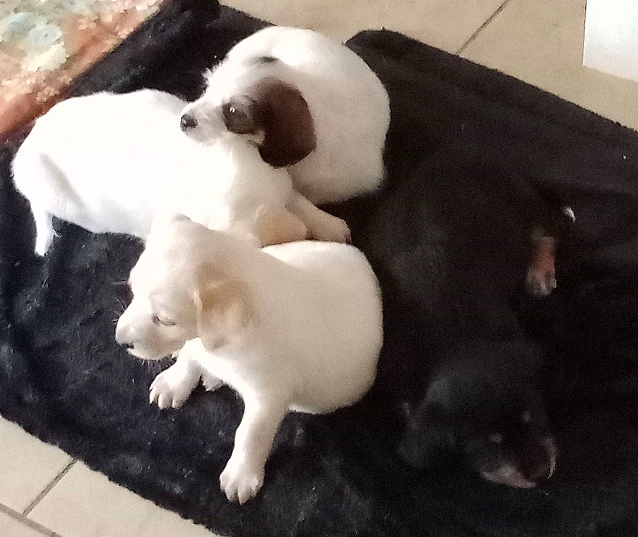 Rossy a rejoint le concours — aidez-le/la à gagner de superbes lots ! canidae, carnivore, companion_dog, dog, dog_breed, fawn, felidae, flooring, fur, non_sporting_group, paw, pet_supply, small_to_medium_sized_cats, snout, sporting_group, tail, terrestrial_animal, toy, whiskers, working_animal