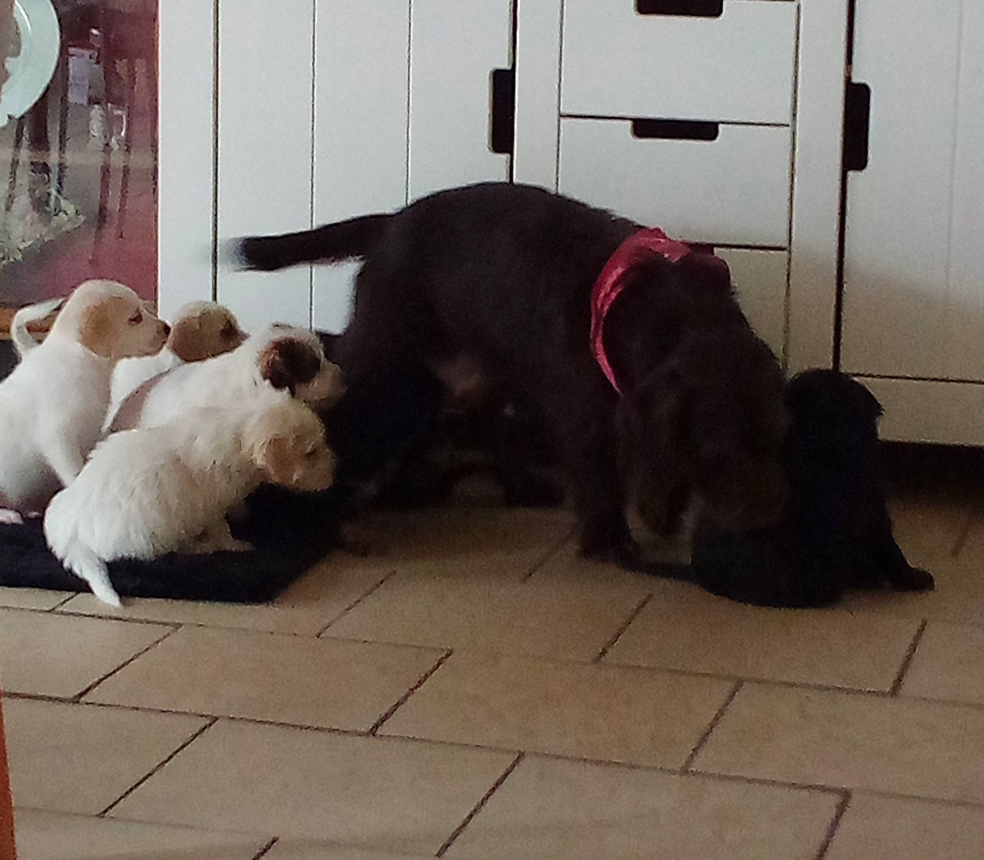 Rossy a rejoint le concours — aidez-le/la à gagner de superbes lots ! canidae, carnivore, collar, companion_dog, dog, dog_breed, dog_supply, door, floor, flooring, fur, home_door, mechanical_fan, non_sporting_group, snout, sporting_group, tail, toy, toy_dog, working_animal