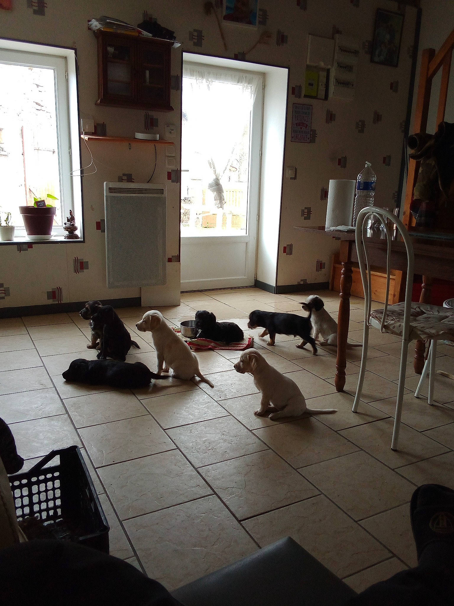 Rossy a rejoint le concours — aidez-le/la à gagner de superbes lots ! building, cabinetry, carnivore, cat, comfort, dog, door, felidae, floor, flooring, grey, hardwood, home_appliance, house, interior_design, laminate_flooring, living_room, small_to_medium_sized_cats, window, wood