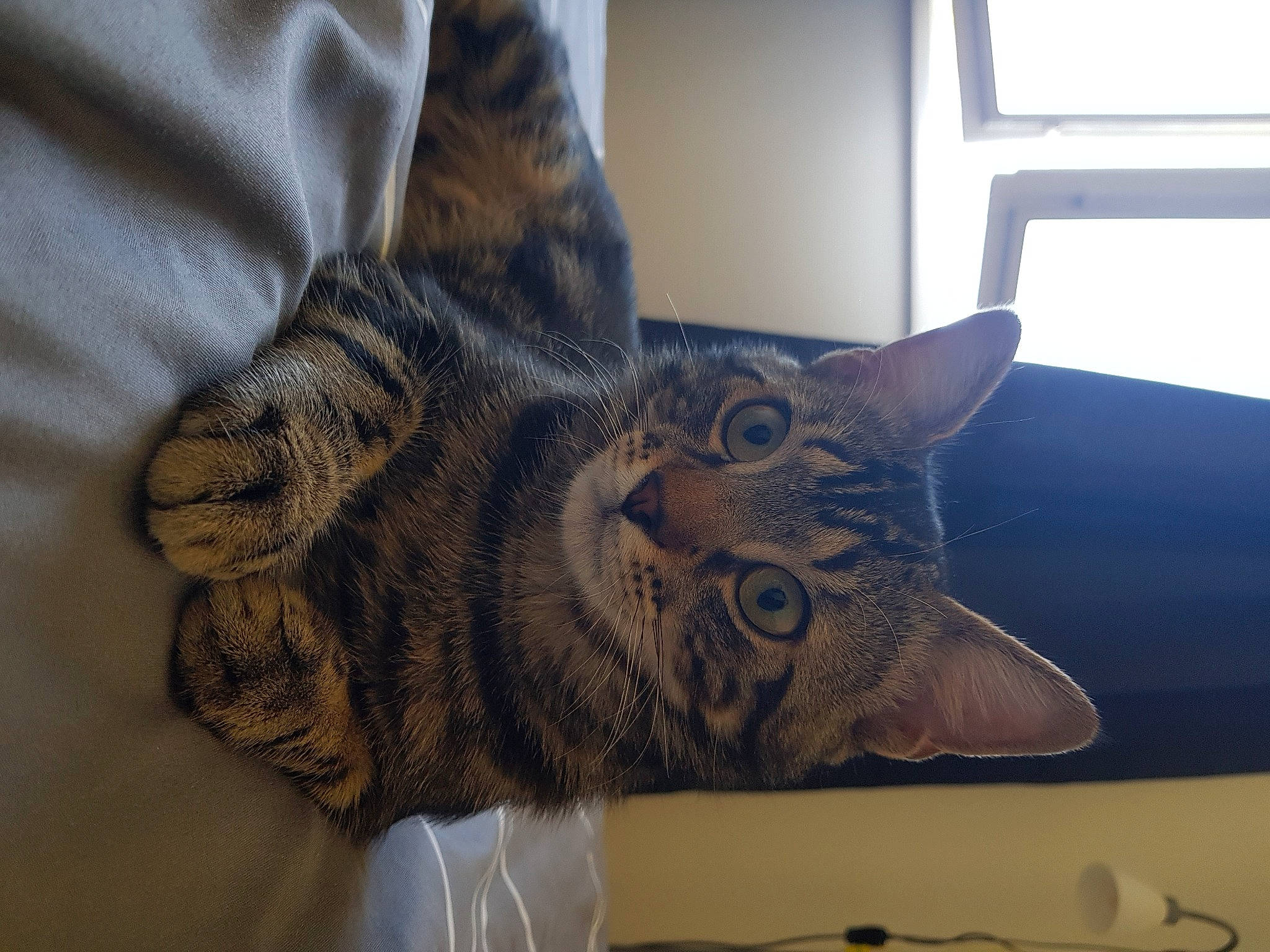 Loulou a rejoint le concours — aidez-le/la à gagner de superbes lots ! carnivore, cat, claw, comfort, domestic_short_haired_cat, felidae, fur, linens, metal, nap, pattern, paw, room, small_to_medium_sized_cats, snout, tail, visual_arts, whiskers, window, wood