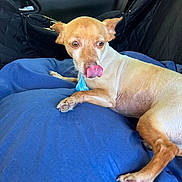 King Simba is registered to the contest to win money with this photo: animal, blue_cushion, car_interior, collar, cozy, cute, dog, door_handle, ears, fur, indoor, lying_down, paw, pet, relaxed, seat, small_dog, tan_dog, tongue_out, window