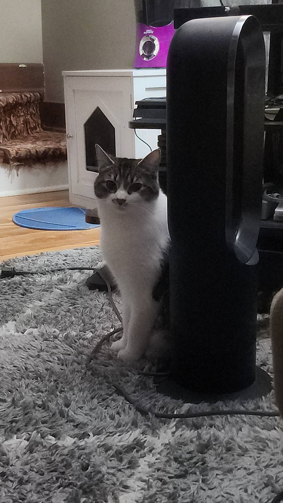 Ozzy is registered to the contest to win money with this photo: automotive_tire, carnivore, cat, darkness, domestic_short_haired_cat, felidae, flooring, fur, gas, grey, monochrome, monochrome_photography, paw, road_surface, room, sitting, small_to_medium_sized_cats, snout, tail, whiskers