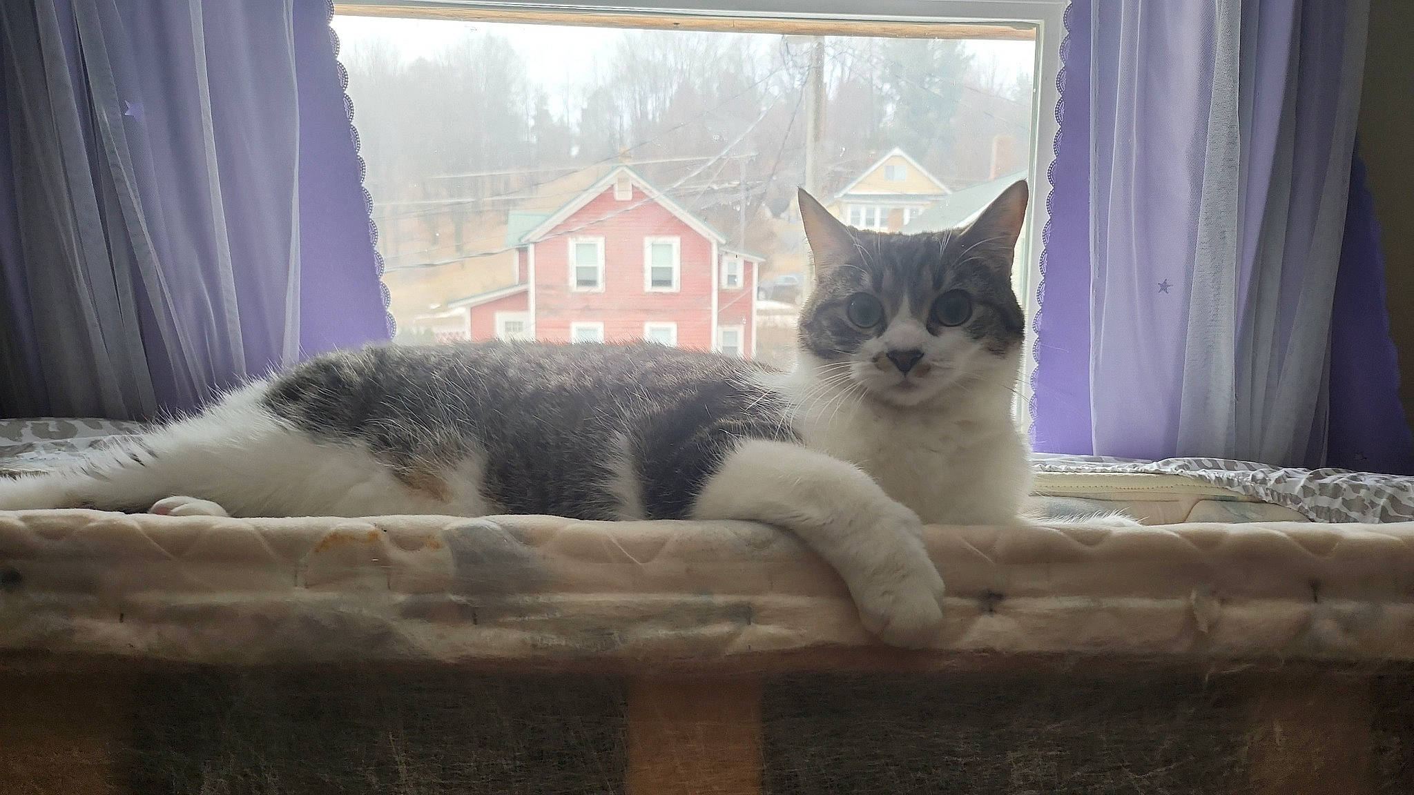 Ozzy is registered to the contest to win money with this photo: carnivore, cat, comfort, curtain, domestic_short_haired_cat, felidae, fur, grey, mammal, paw, sitting, small_to_medium_sized_cats, snout, tail, textile, tree, vertebrate, whiskers, window, window_treatment