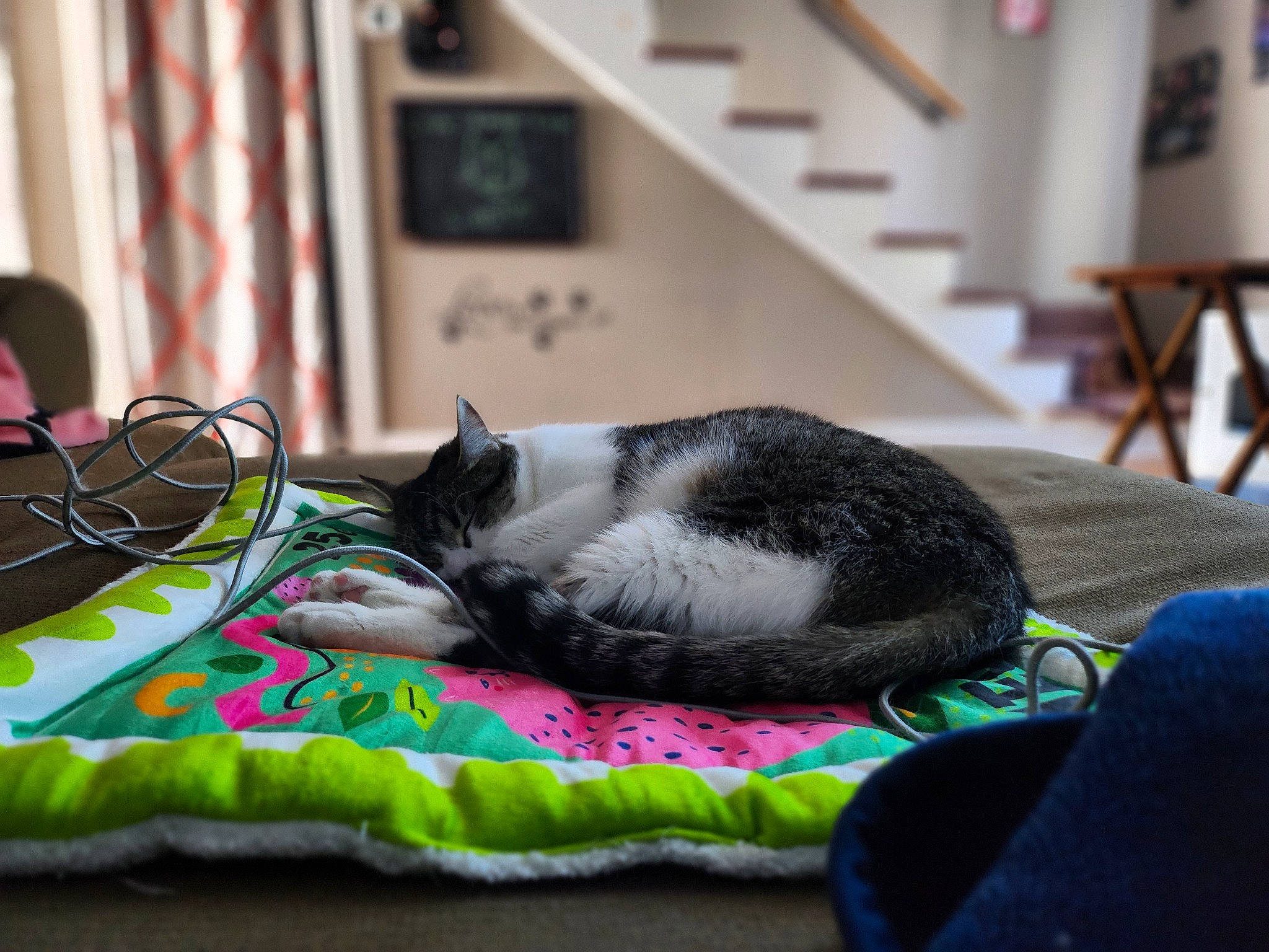 Ozzy joined the competition — help win amazing prizes! bed_sheet, bedding, canidae, carnivore, cat, comfort, companion_dog, curtain, domestic_short_haired_cat, felidae, flooring, fur, grass, grey, linens, nap, room, small_to_medium_sized_cats, textile, whiskers