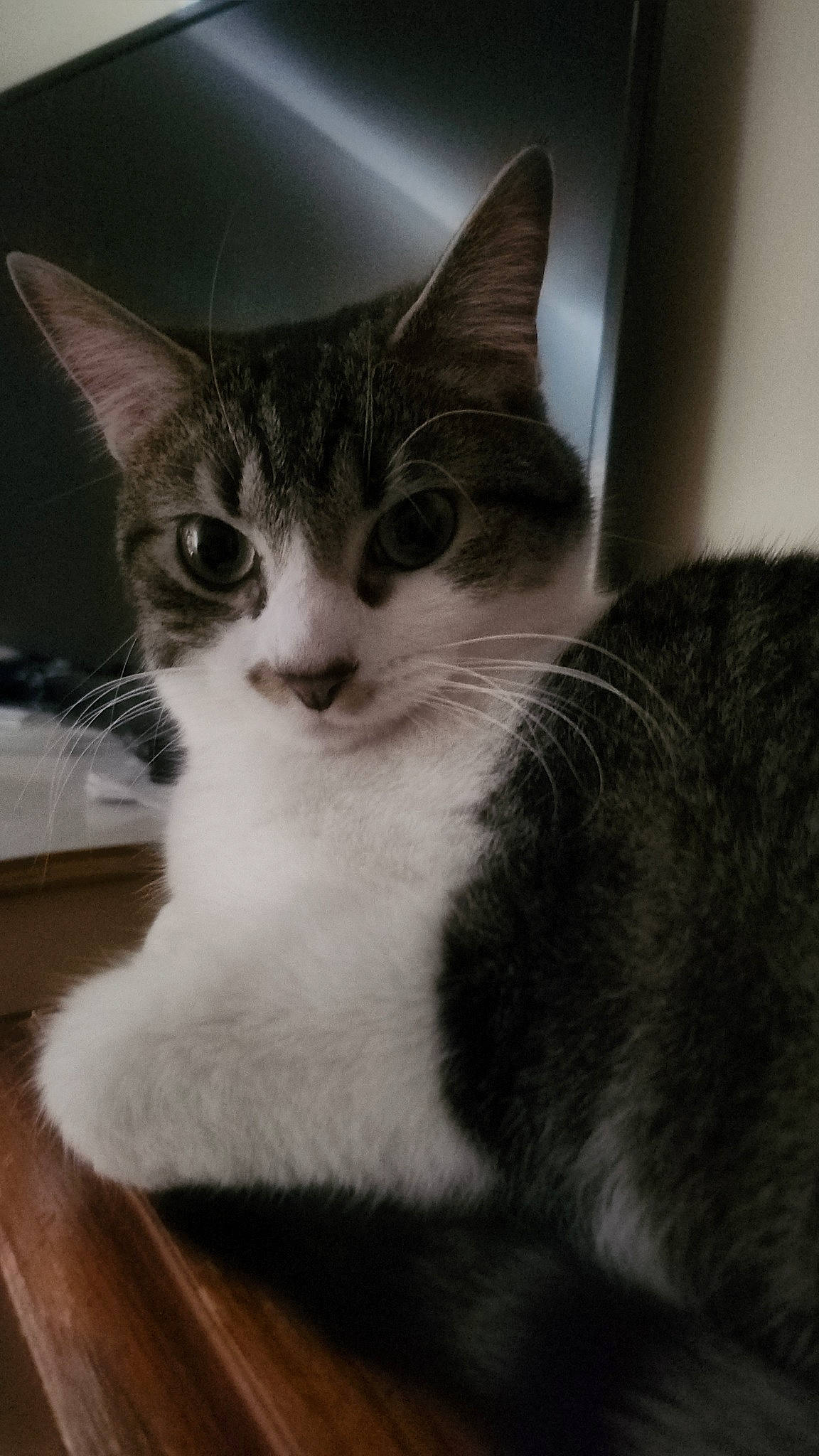 Ozzy joined the competition — help win amazing prizes! carnivore, cat, domestic_short_haired_cat, eye, felidae, fur, hardwood, paw, small_to_medium_sized_cats, snout, whiskers