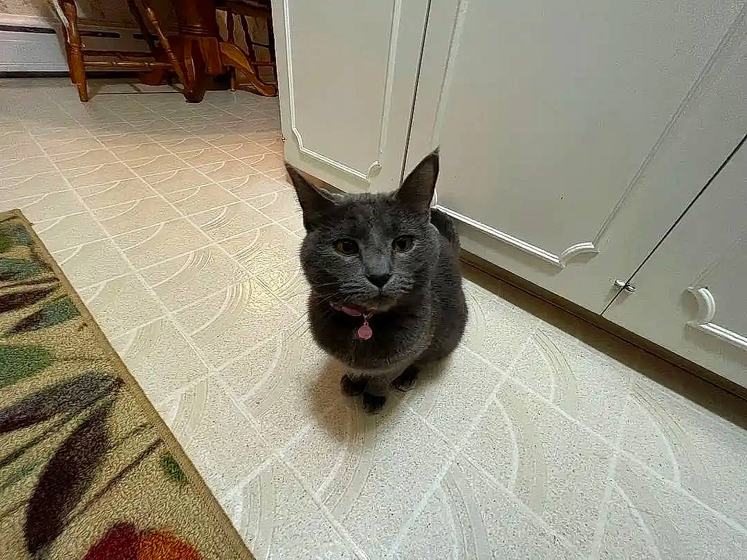 Charlotte joined the competition — help win amazing prizes! black_cat, canidae, carnivore, cat, comfort, dog_breed, domestic_short_haired_cat, felidae, floor, flooring, fur, grey, hardwood, paw, small_to_medium_sized_cats, snout, tail, terrestrial_animal, whiskers, wood