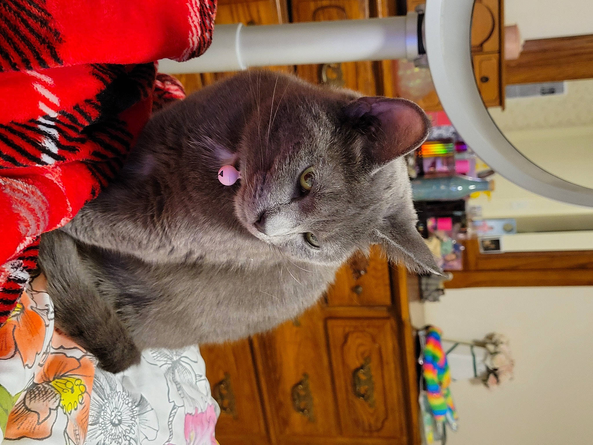 Charlotte is registered to the contest to win money with this photo: carnivore, cat, collar, domestic_short_haired_cat, ear, fawn, felidae, fur, magenta, mirror, plant, russian_blue, small_to_medium_sized_cats, snout, tail, whiskers