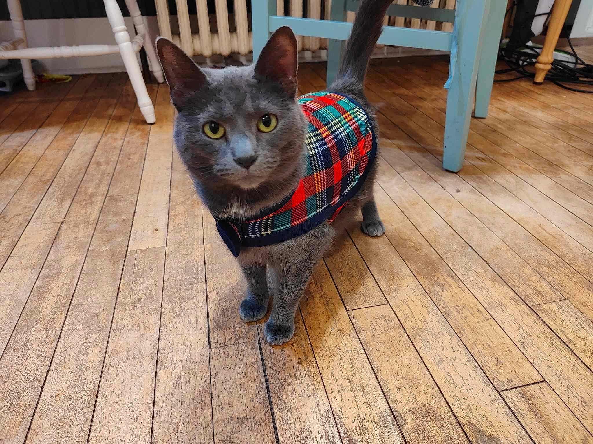 Charlotte joined the competition — help win amazing prizes! black_cat, carnivore, cat, domestic_short_haired_cat, fawn, felidae, flooring, fur, grey, hardwood, plank, russian_blue, small_to_medium_sized_cats, tail, varnish, whiskers, window, wood, wood_flooring, wood_stain