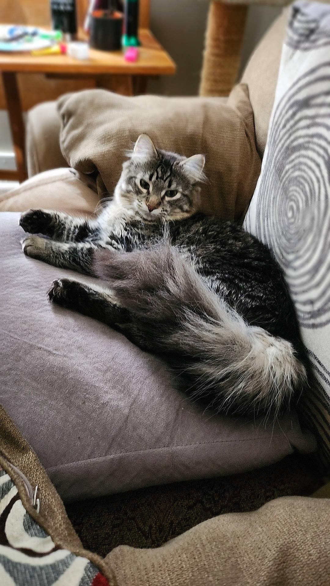 Milo is registered to the contest to win money with this photo: carnivore, cat, chair, claw, comfort, domestic_short_haired_cat, felidae, fur, furniture, grey, hardwood, human_leg, linens, living_room, paw, small_to_medium_sized_cats, tail, textile, whiskers, wood