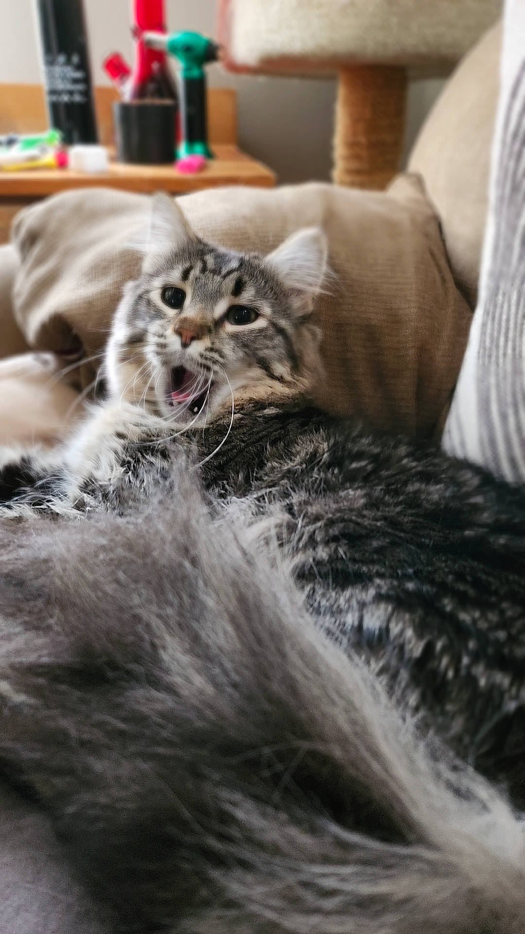 Milo is registered to the contest to win money with this photo: carnivore, cat, claw, comfort, couch, domestic_short_haired_cat, fang, felidae, fur, grey, linens, paw, small_to_medium_sized_cats, snout, tail, terrestrial_animal, water, whiskers, wildlife, wood