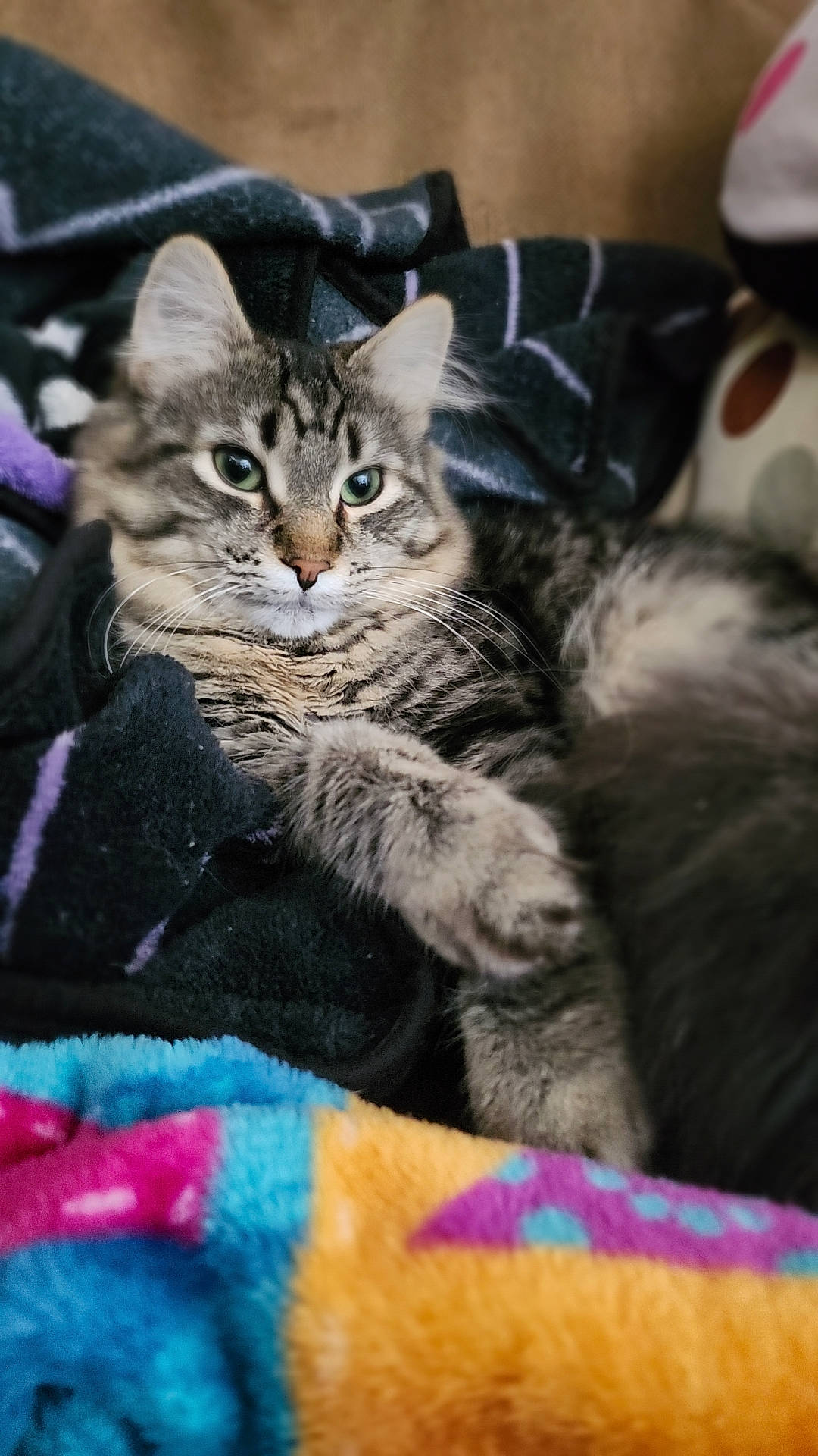 Milo joined the competition — help win amazing prizes! carnivore, cat, claw, comfort, domestic_short_haired_cat, felidae, fur, grey, paw, small_to_medium_sized_cats, tail, terrestrial_animal, tree, whiskers