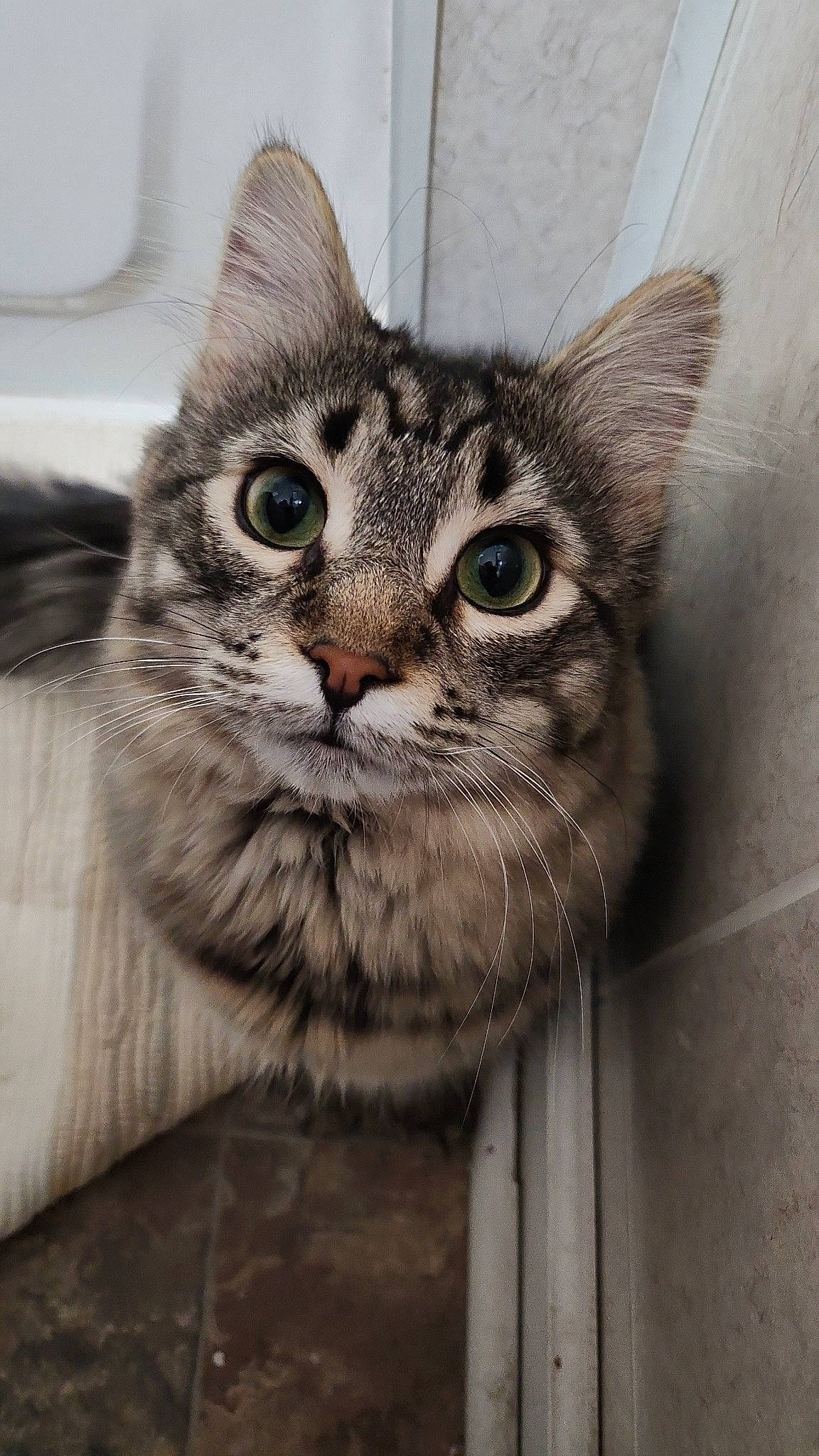 Milo is registered to the contest to win money with this photo: box, carnivore, cat, claw, domestic_short_haired_cat, door, felidae, fur, grey, paw, small_to_medium_sized_cats, snout, terrestrial_animal, whiskers, wildlife, window, wood