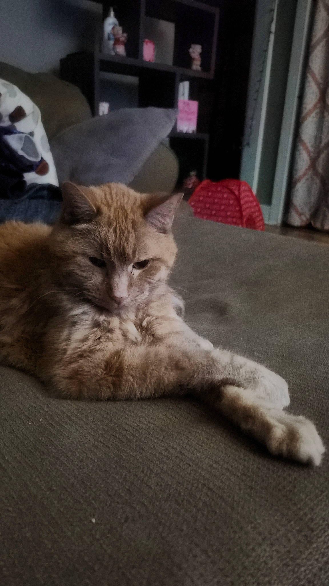 Finnegan joined the competition — help win amazing prizes! carnivore, cat, chair, claw, comfort, couch, domestic_short_haired_cat, fawn, felidae, flooring, fur, grey, hardwood, linens, paw, room, small_to_medium_sized_cats, tail, whiskers, wood