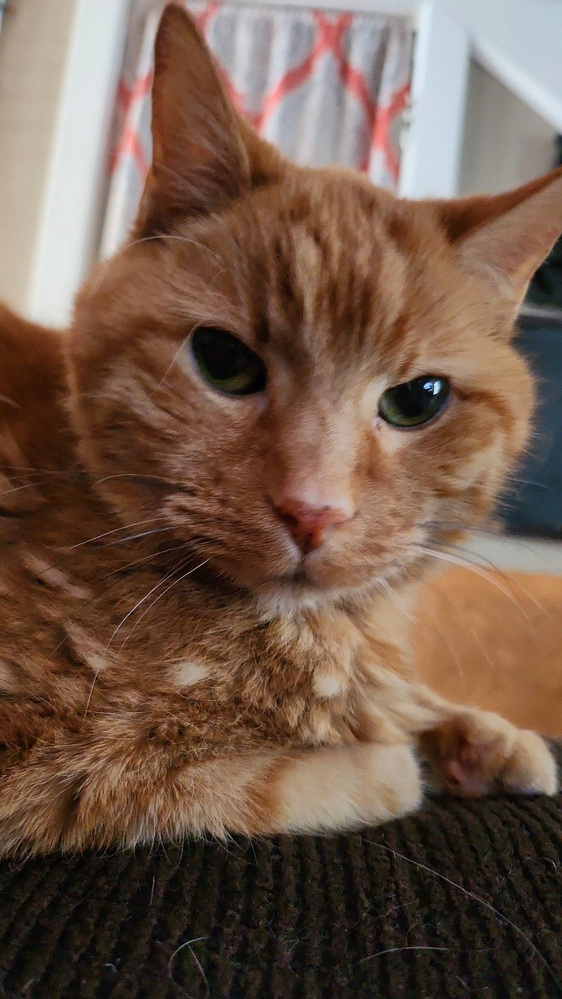 Finnegan is registered to the contest to win money with this photo: carnivore, cat, cat_furniture, claw, close_up, domestic_short_haired_cat, ear, eye, fawn, felidae, fur, iris, paw, small_to_medium_sized_cats, snout, terrestrial_animal, whiskers, wildlife, window