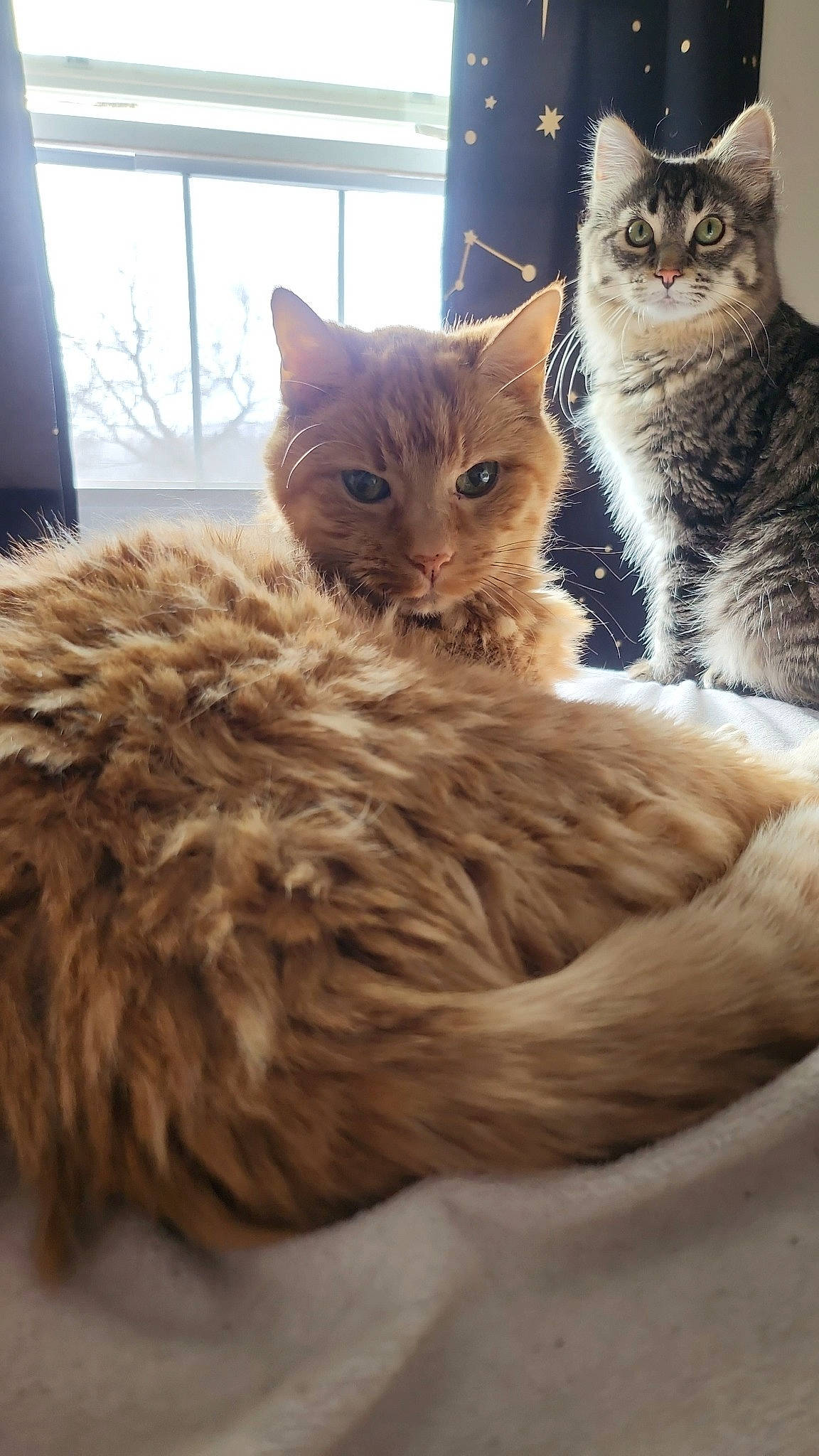 Finnegan joined the competition — help win amazing prizes! art, carnivore, cat, claw, comfort, domestic_short_haired_cat, fawn, felidae, fur, paw, small_to_medium_sized_cats, snout, tail, tree, whiskers, window, wood