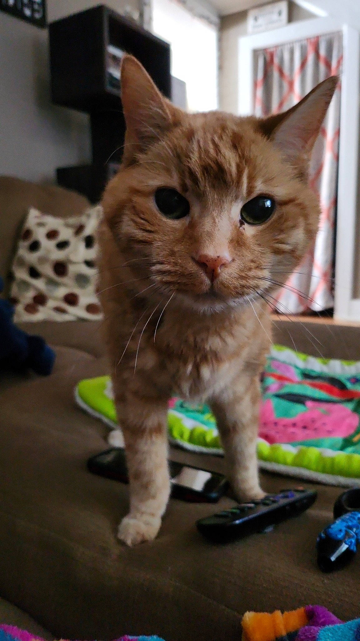 Finnegan joined the competition — help win amazing prizes! carnivore, cat, claw, domestic_short_haired_cat, fawn, felidae, fur, paw, pet_supply, small_to_medium_sized_cats, snout, tail, terrestrial_animal, whiskers