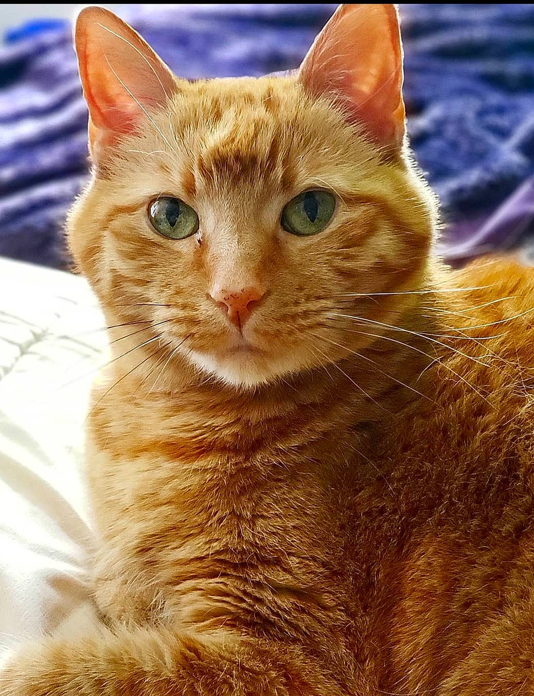 Finnegan joined the competition — help win amazing prizes! carnivore, cat, claw, close_up, domestic_short_haired_cat, eye, fawn, felidae, fur, iris, paw, small_to_medium_sized_cats, snout, tail, terrestrial_animal, whiskers, wildlife