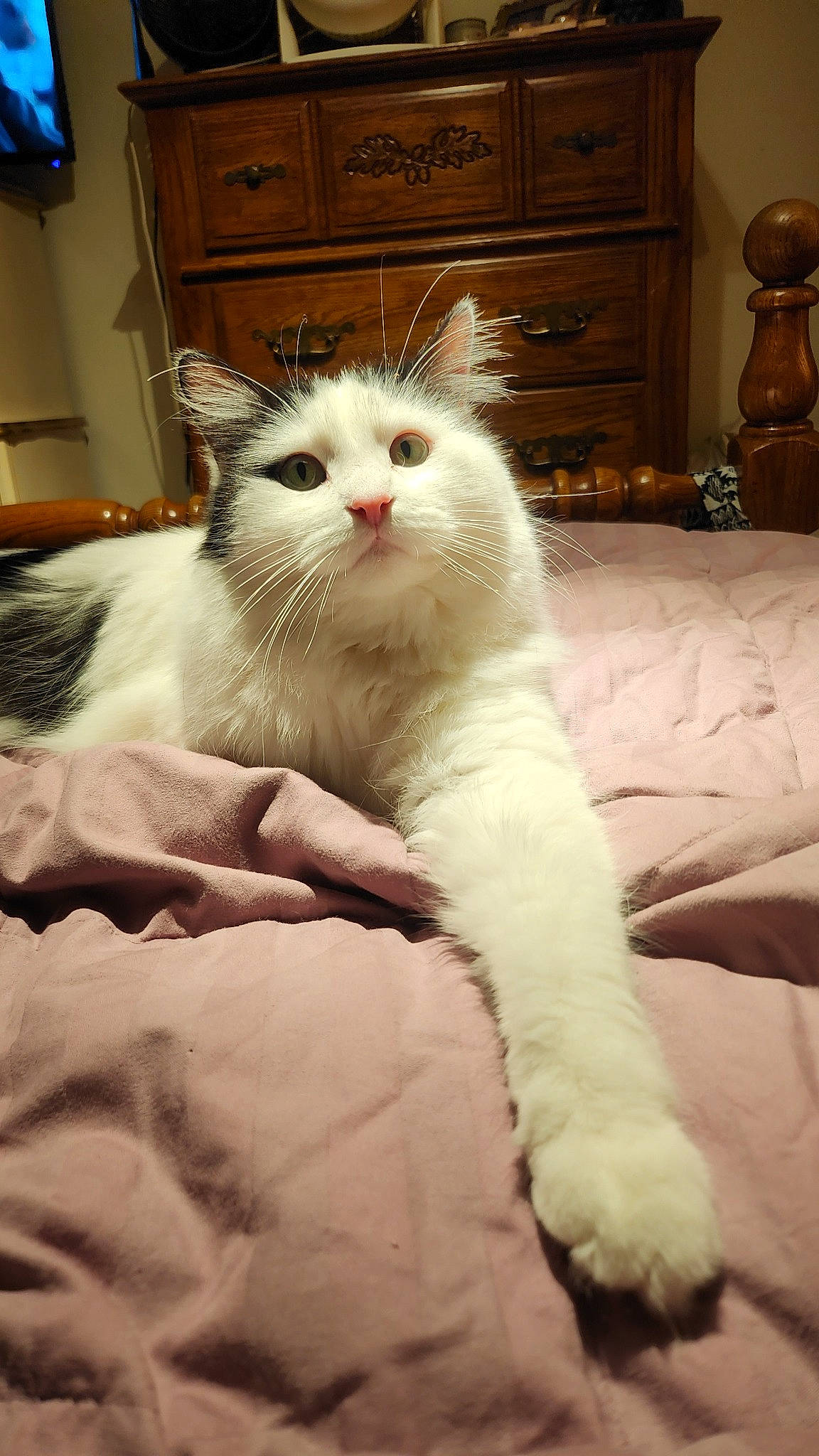 Beans joined the competition — help win amazing prizes! cabinetry, carnivore, cat, chest, chest_of_drawers, claw, comfort, domestic_short_haired_cat, drawer, felidae, fur, hardwood, paw, room, small_to_medium_sized_cats, snout, tail, terrestrial_animal, whiskers, wood