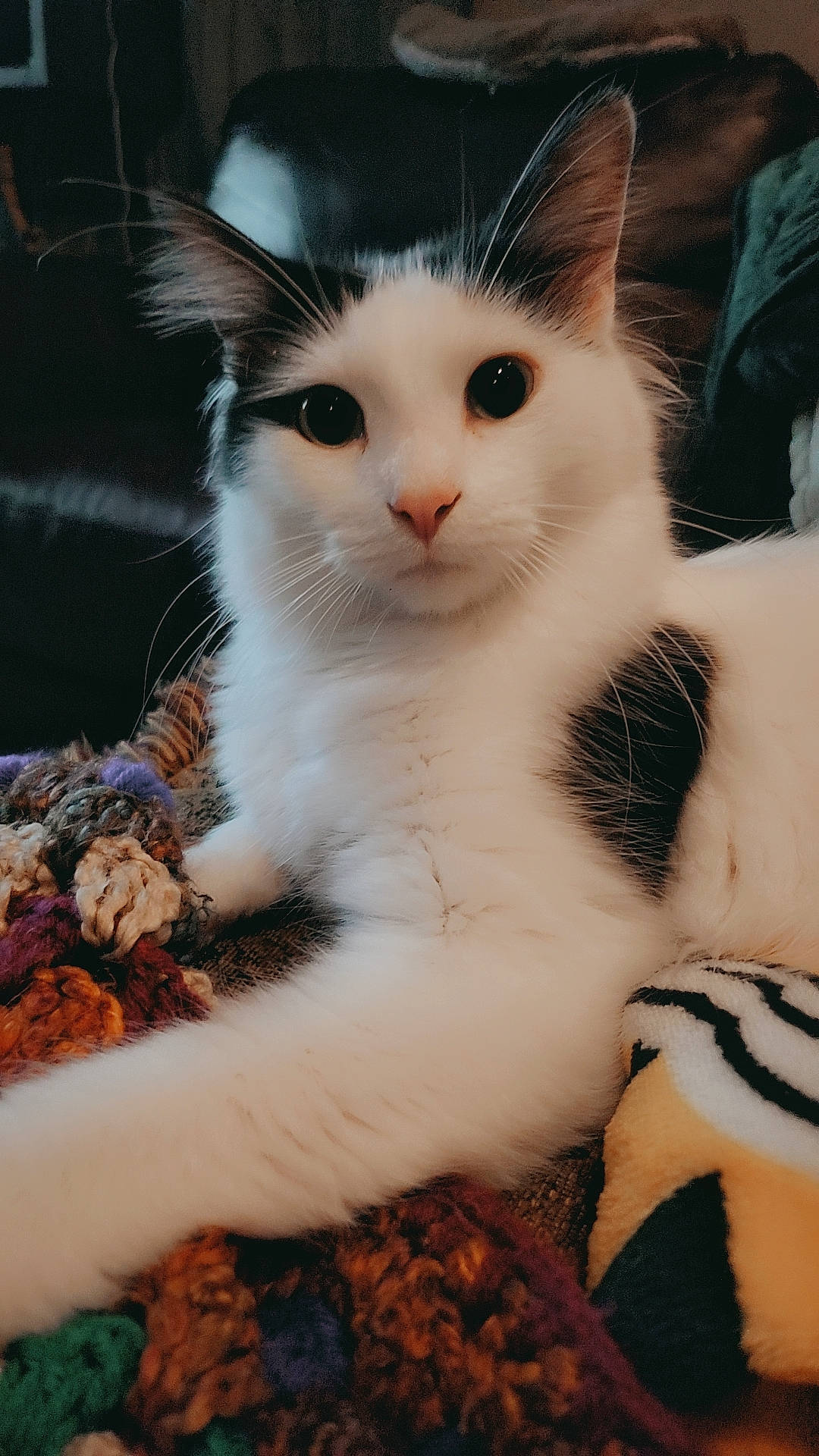 Beans joined the competition — help win amazing prizes! carnivore, cat, claw, domestic_short_haired_cat, eyelash, fawn, felidae, fur, iris, paw, small_to_medium_sized_cats, snout, tail, terrestrial_animal, whiskers