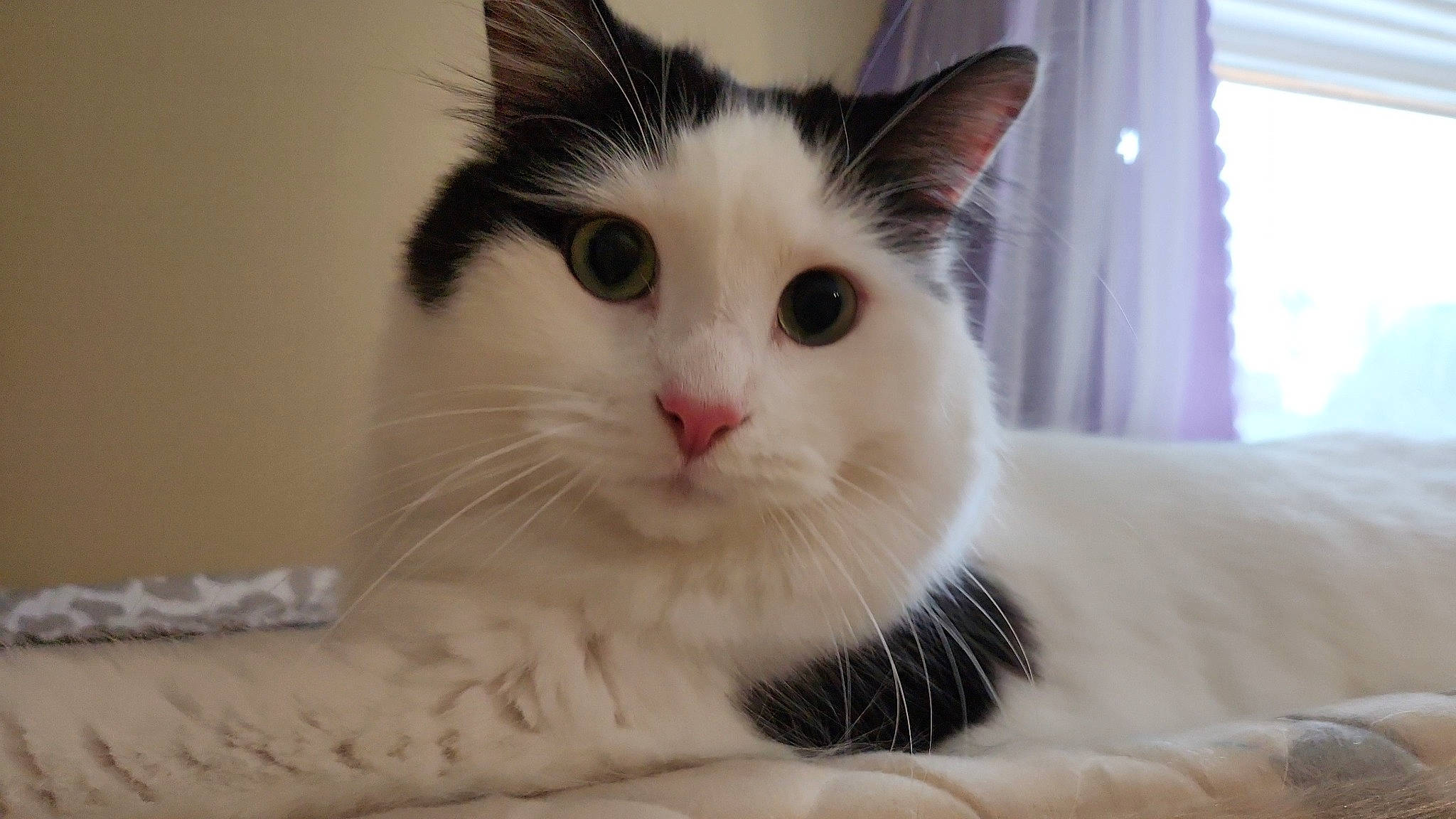 Beans is registered to the contest to win money with this photo: carnivore, cat, curtain, domestic_short_haired_cat, eye, eyebrow, felidae, fur, head, iris, paw, small_to_medium_sized_cats, snout, tail, whiskers, window