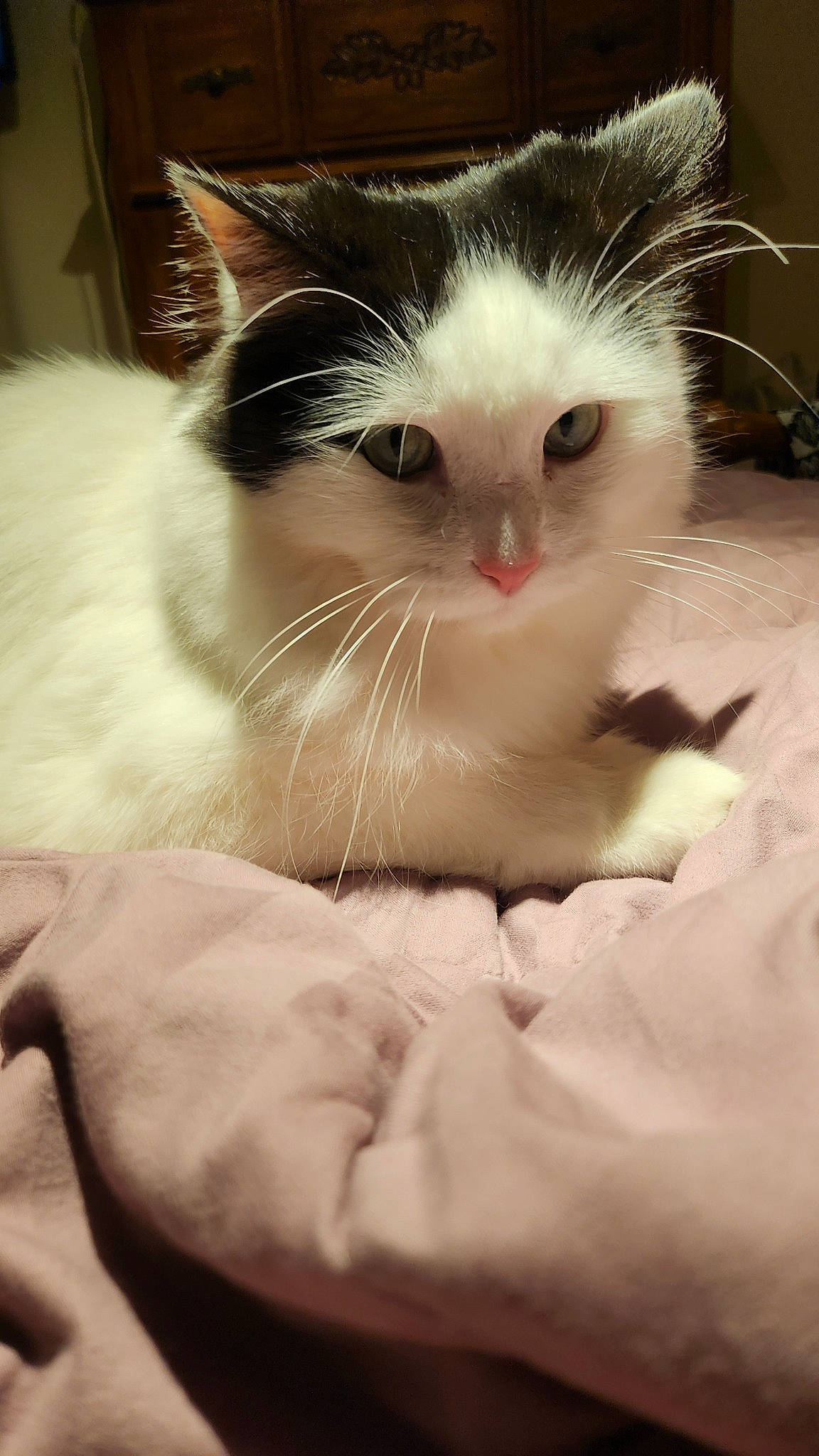 Beans is registered to the contest to win money with this photo: carnivore, cat, claw, comfort, domestic_short_haired_cat, eye, felidae, fur, monochrome_photography, paw, sitting, small_to_medium_sized_cats, snout, tail, whiskers