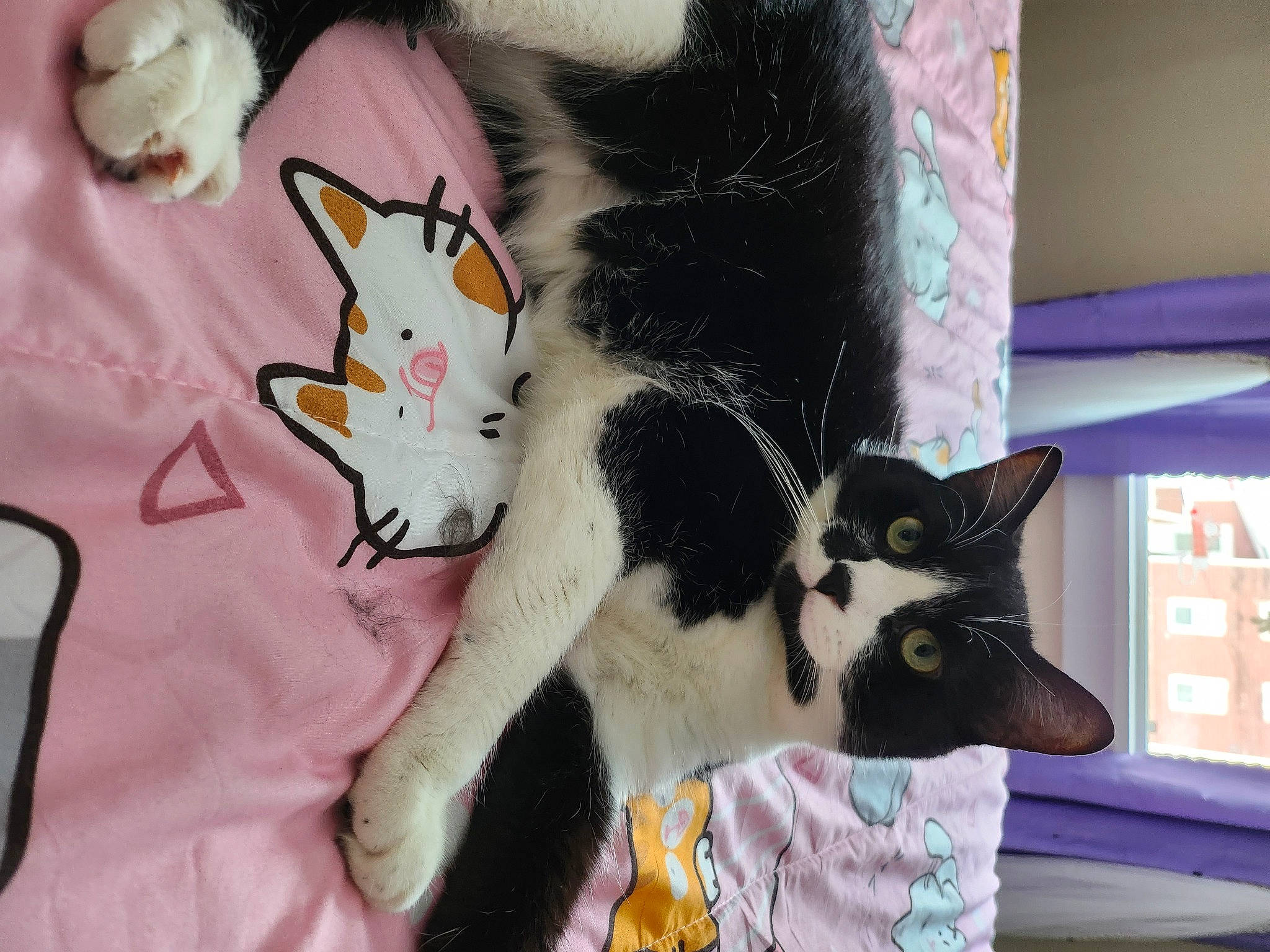 Winston joined the competition — help win amazing prizes! carmine, carnivore, cat, claw, comfort, domestic_short_haired_cat, felidae, fur, linens, paw, plant, small_to_medium_sized_cats, tail, textile, tree, whiskers, window