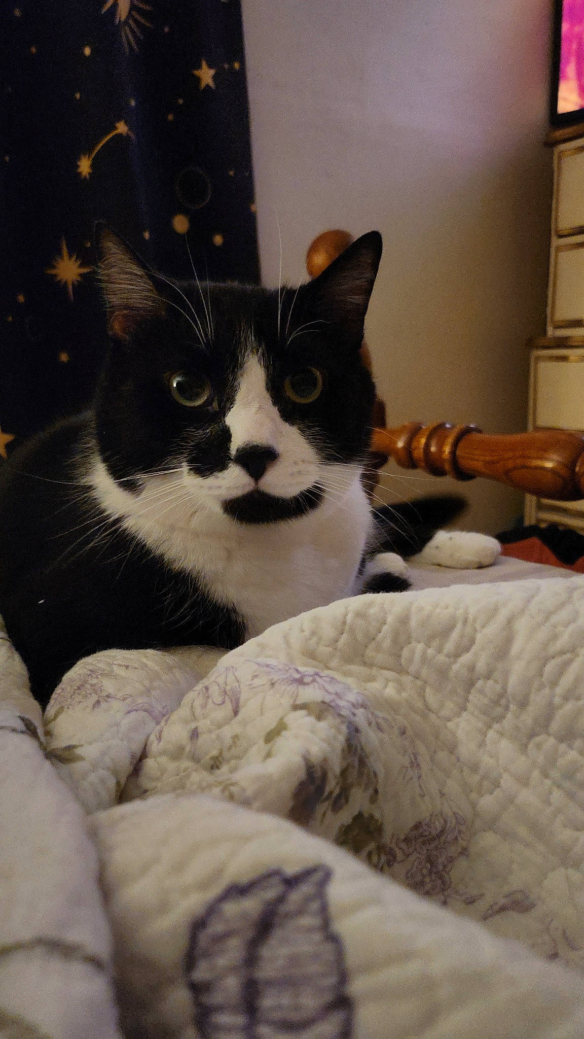 Winston joined the competition — help win amazing prizes! cabinetry, carnivore, cat, comfort, domestic_short_haired_cat, felidae, fur, linens, monochrome_photography, paw, pet_supply, shelf, small_to_medium_sized_cats, snout, tail, whiskers