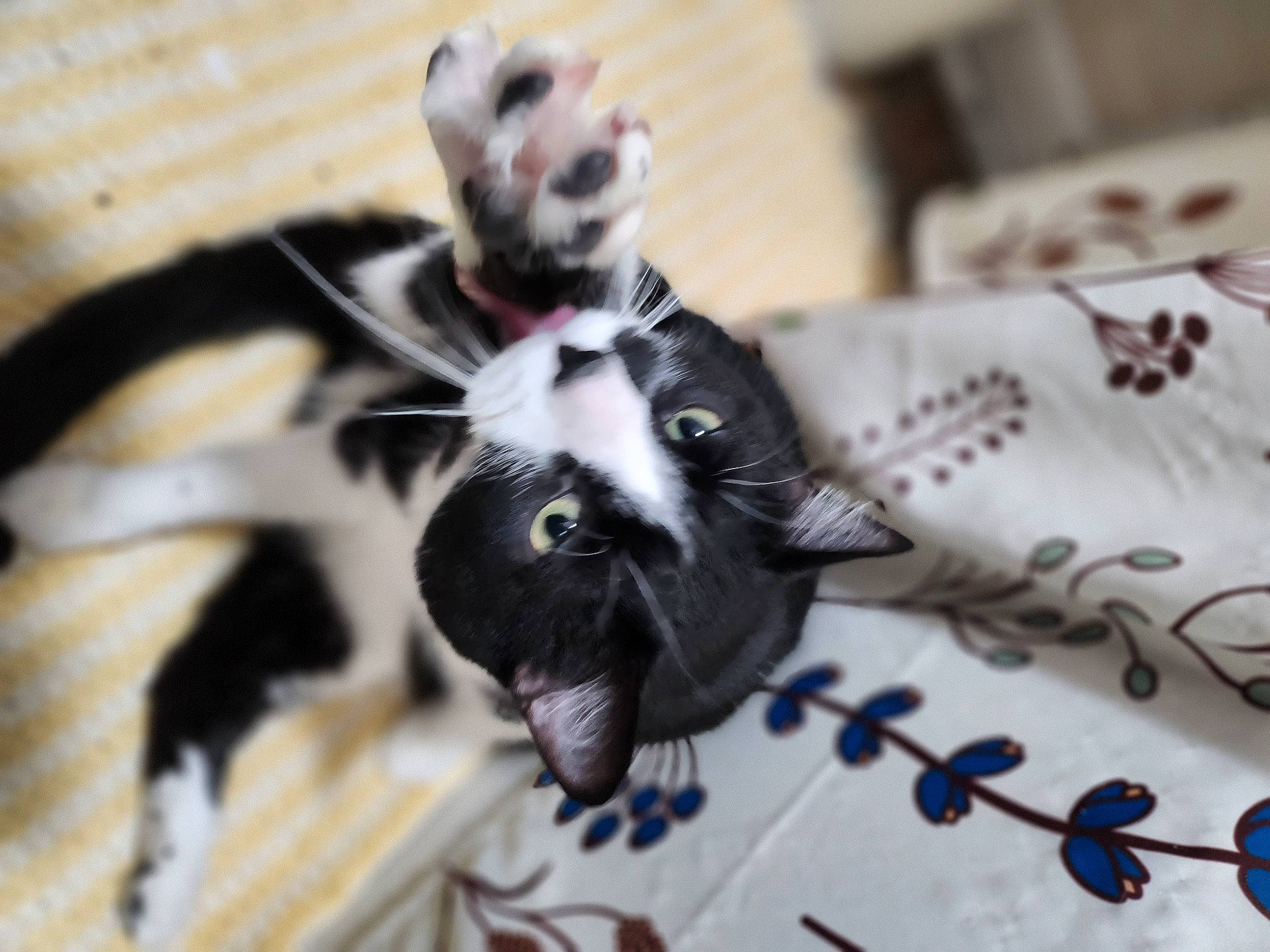 Winston is registered to the contest to win money with this photo: black_cat, canidae, carnivore, cat, claw, companion_dog, dog_breed, domestic_short_haired_cat, drawer, fashion_accessory, felidae, formal_wear, fur, house, linens, pattern, small_to_medium_sized_cats, tail, whiskers