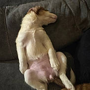 Nico joined the competition — help win amazing prizes! puppy, dog, sleeping, couch, indoor, relaxed, animal, pet, fur, nap, cozy, cute, canine, domestic_animal, resting, young_dog, four_legs, paw, belly, side_view