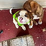 Nico joined the competition — help win amazing prizes! puppy, dog, pet, animal, cute, young, fur, playful, green_vest, indoor, nuzzling, close_up, adorable, friendship, floor, red_floor, whitetail, brown_fur, small, companion