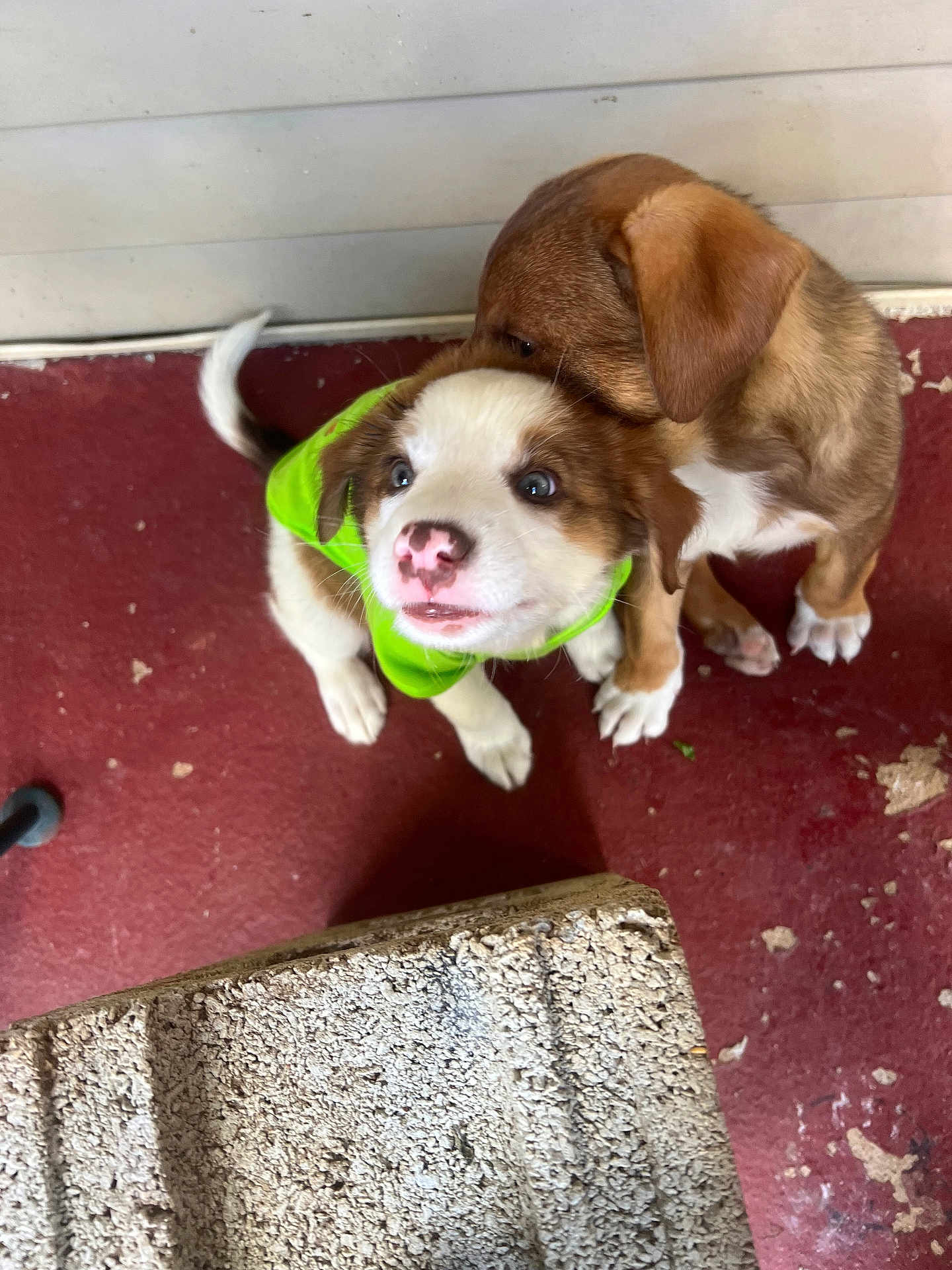 Nico joined the competition — help win amazing prizes! puppy, dog, pet, animal, cute, young, fur, playful, green_vest, indoor, nuzzling, close_up, adorable, friendship, floor, red_floor, whitetail, brown_fur, small, companion