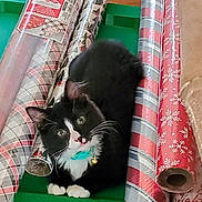 Hallie is registered to the contest to win money with this photo: cat, tuxedo_cat, pet, animal, wrapping_paper, holiday, christmas, green_surface, curious, collar, bell, black_and_white, fur, whiskers, paws, indoor, cute, looking_up, playful, rolls