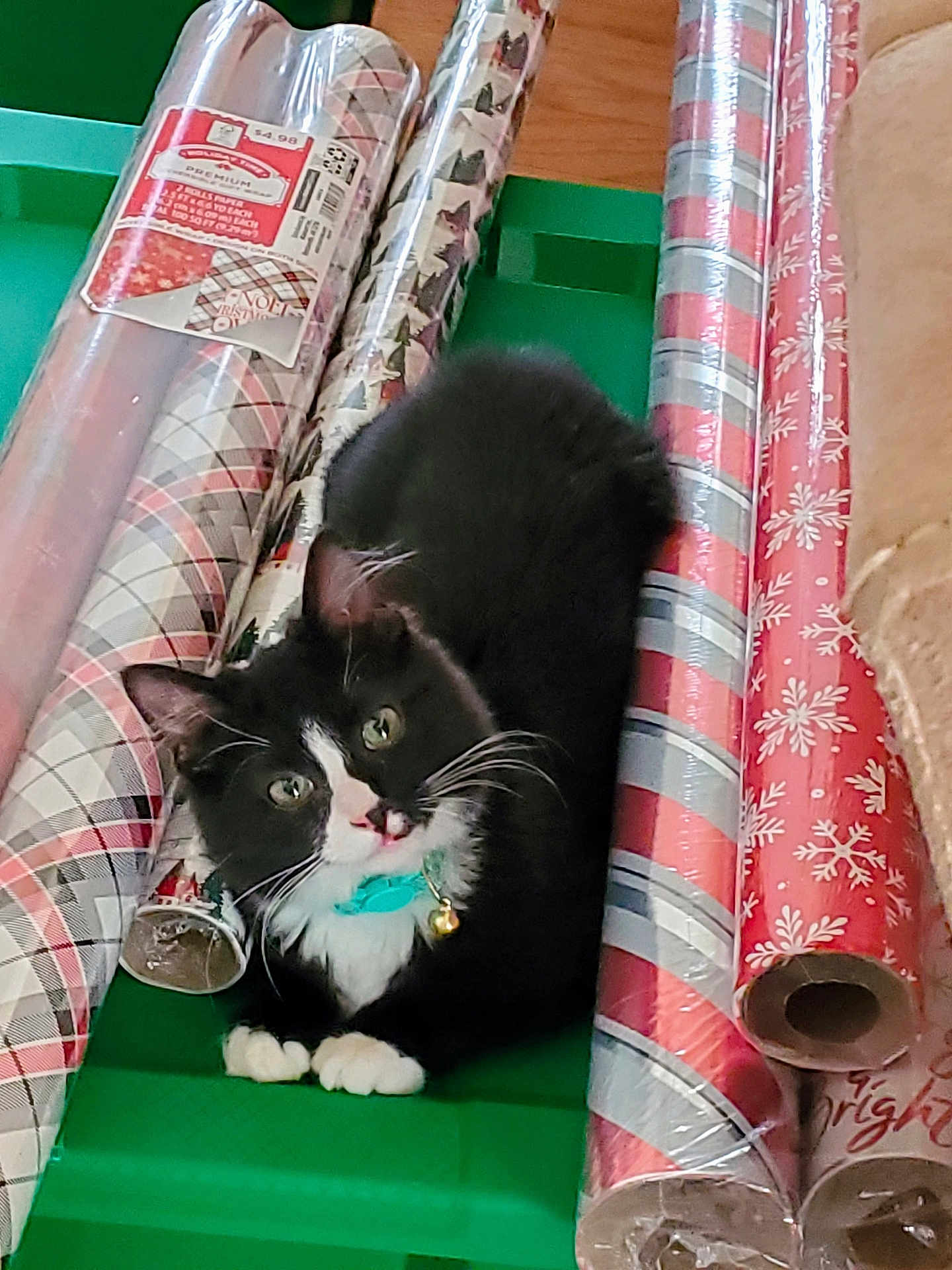 Hallie is registered to the contest to win money with this photo: cat, tuxedo_cat, pet, animal, wrapping_paper, holiday, christmas, green_surface, curious, collar, bell, black_and_white, fur, whiskers, paws, indoor, cute, looking_up, playful, rolls