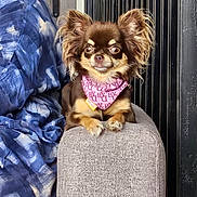 Zina participe au concours pour gagner de l'argent avec cette photo : blanket, brown_fur, chair, companion_animal, dog, doorway, eyes, face, fluffy_ears, grinning, home, indoors, long_hair, nose, pet, photography, pink_bandana, portrait, sitting, small_dog
