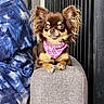 blanket, brown_fur, chair, companion_animal, dog, doorway, eyes, face, fluffy_ears, grinning, home, indoors, long_hair, nose, pet, photography, pink_bandana, portrait, sitting, small_dog