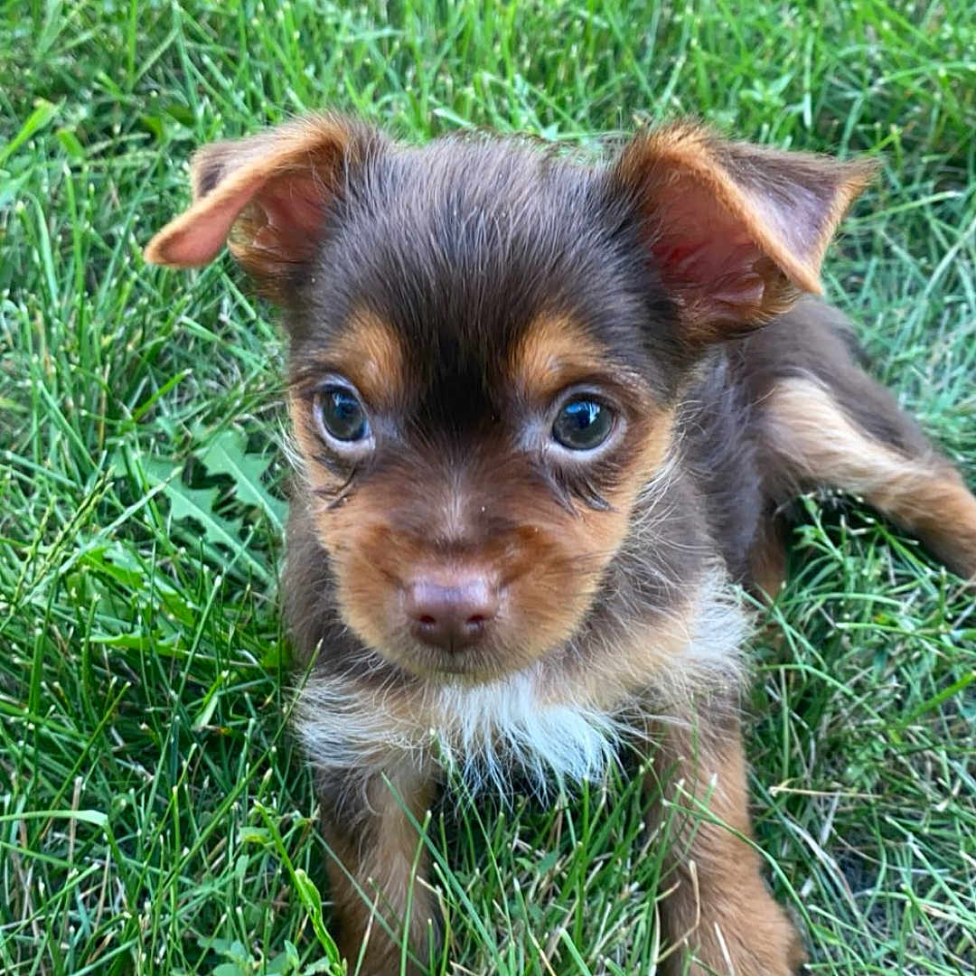 Juan Carlos is registered to the contest to win money with this photo: adorable, animal, brown, canine, closeup, cute, dog, ears, eyes, fur, grass, mammal, nature, outdoor, pet, playful, puppy, sitting, small, young