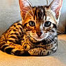 Orion is registered to the contest to win money with this photo: bengal_kitten, cat, kitten, animal, pet, feline, striped_fur, spotted_fur, ears, whiskers, eyes, couch, indoor, beige, fur, curious, cute, resting, close_up, young