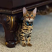 Orion is registered to the contest to win money with this photo: bengal_cat, kitten, cat, pet, indoor, carpet, furniture_leg, brown, black_spots, blue_collar, curious, sitting, animal, whiskers, ears, eyes, wooden_furniture, decor, close_up, young_cat