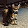 bengal_cat, kitten, cat, pet, indoor, carpet, furniture_leg, brown, black_spots, blue_collar, curious, sitting, animal, whiskers, ears, eyes, wooden_furniture, decor, close_up, young_cat
